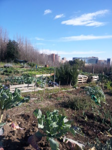 cavoli, cavolfiori, broccoli coltivati in inverno negli orti della RIserva