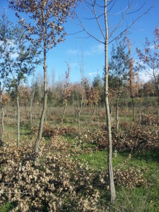 nella Riserva Naturale Valle dell'Aniene si trova il boschetto dove per ogni nato si può piantare un albero